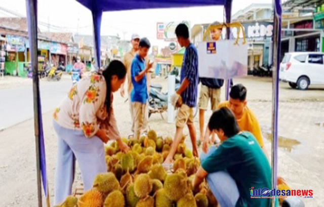 Durian Tembaga Asal Sumsel, Milik Pedagang Gentong Cendana di Sidomulyo di Banjari Pembeli