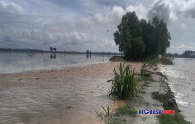 Tanggul Sungai Way Katibung Jebol Ratusan Hektar Padi Sawah Terendam