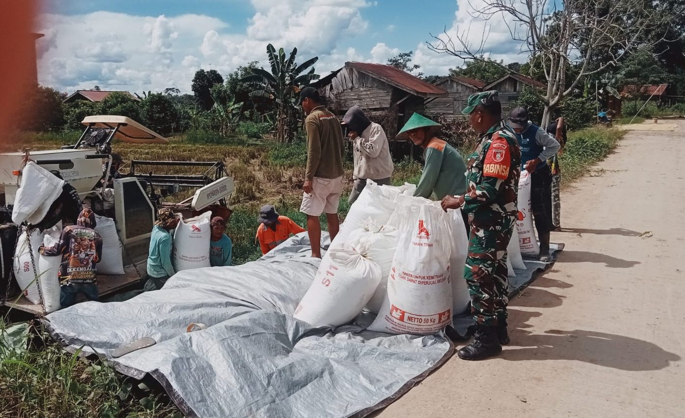 Babinsa Rapak Lambur Lakukan Pendampingan Panen Padi Bersama Pok Tan