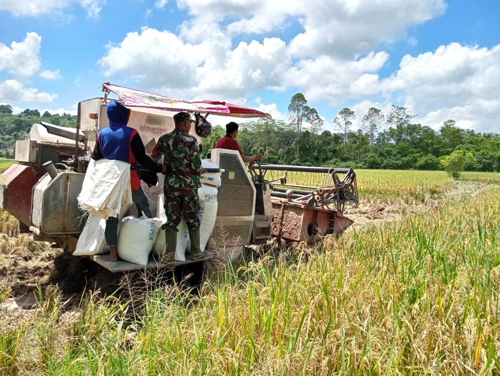 Jaga Ketahanan Pangan, Babinsa Jembayan Lakukan Panen Padi Bersama Petani