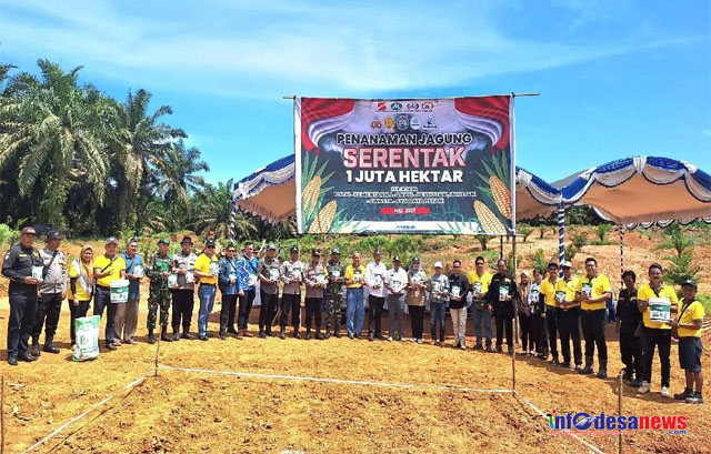 PT Maju Aneka Sawit Tanam Jagung Serentak di Telawang, Dukung Ketahanan Pangan Nasional