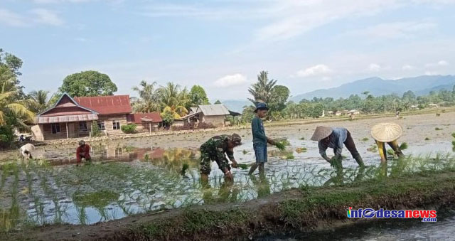 Bantu Semangati Petani Binaan Tanam Padi, Sertu Amir Pabane Lakukan Ini