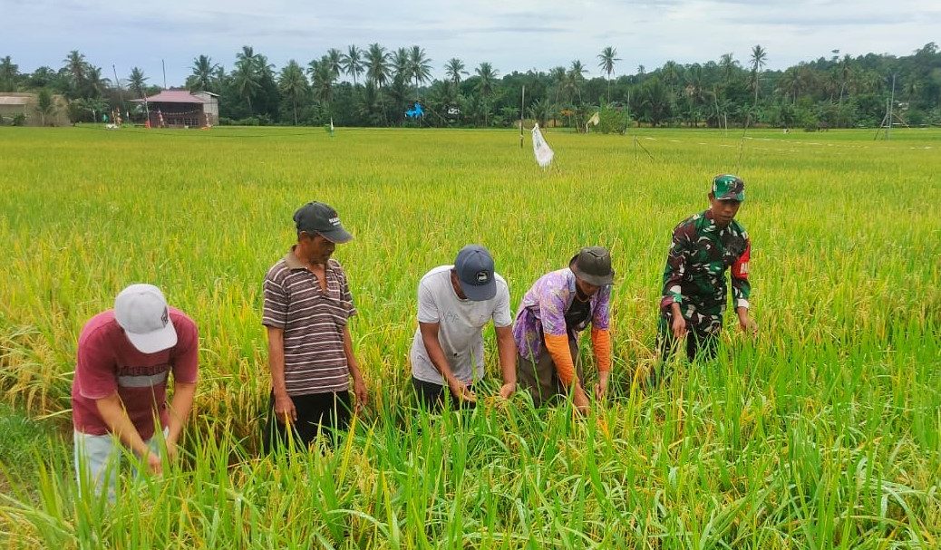 Sinergi Babinsa Sumbersari Bersama Poktan Sari Rezeki Wujudkan Ketahanan Pangan Wilayah
