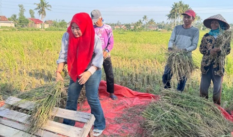 Peringati Hari Tani, Rosdiana Anggota DPRD Fraksi PDI Perjuangan Ikut Panen Bersama Petani