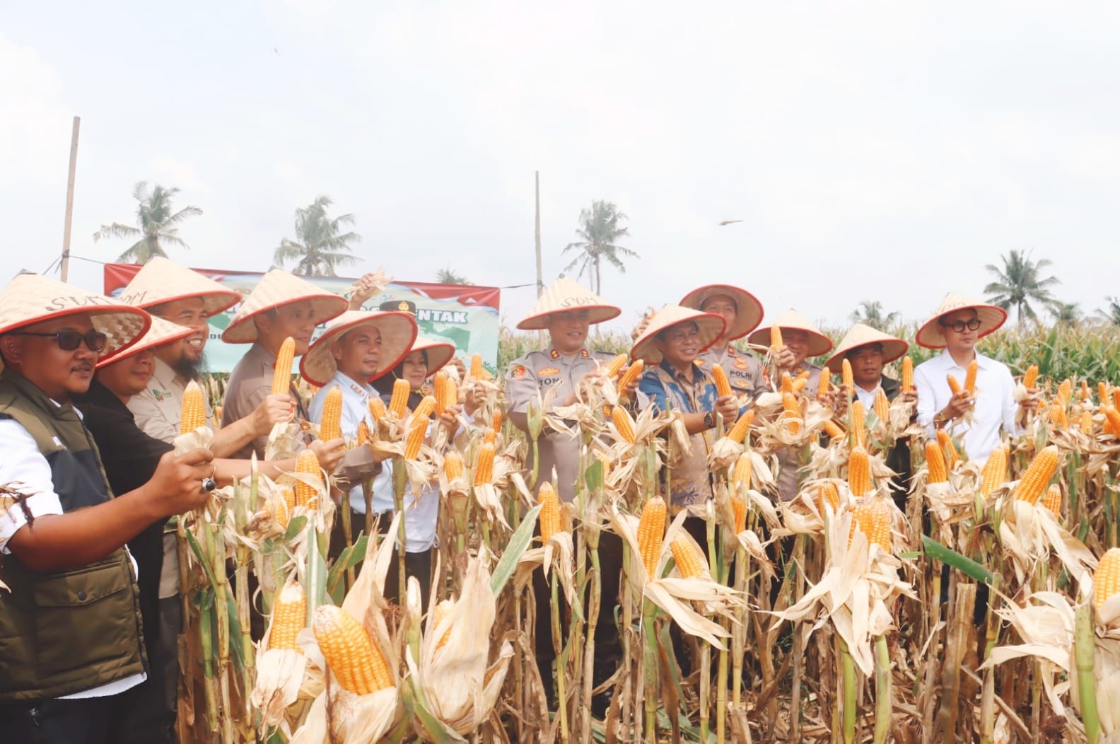 Polres Lampung Selatan Gelar Panen Raya Jagung Di Pimpin Langsung Kapolres Toni Kasmiri