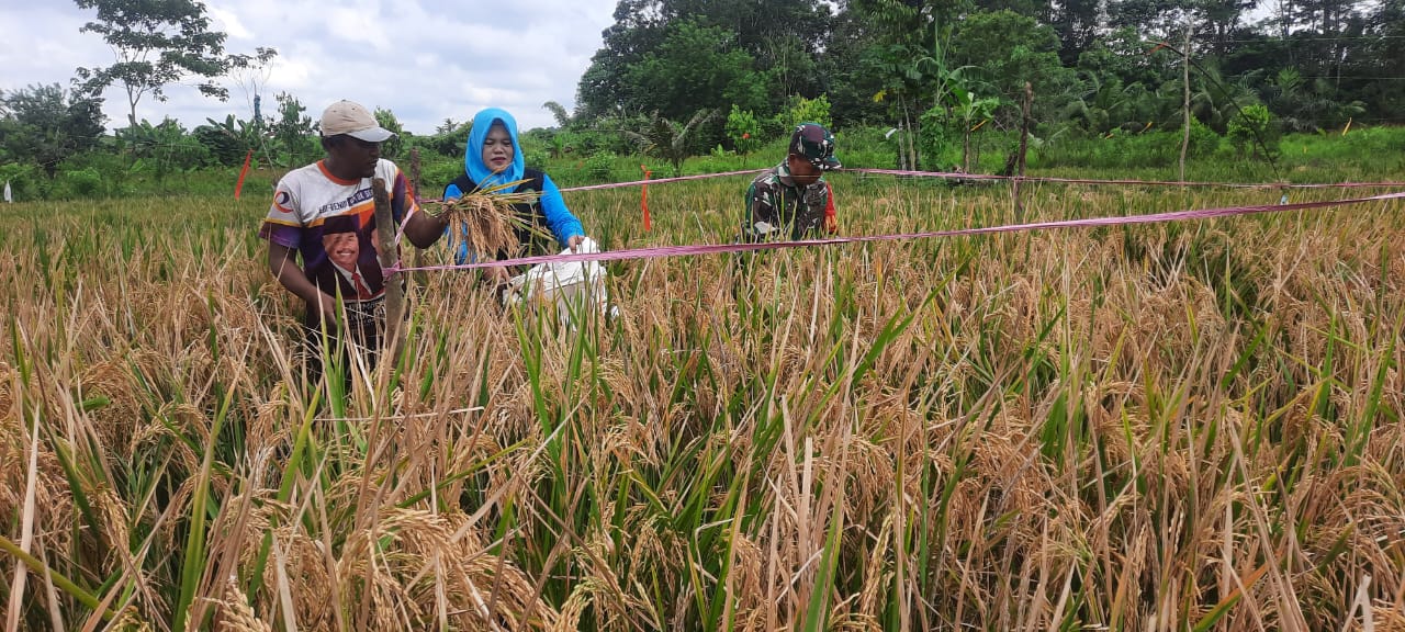 Babinsa Bersama PPL Pertanian Lakukan Pengubinan, Ukur Hasil Padi