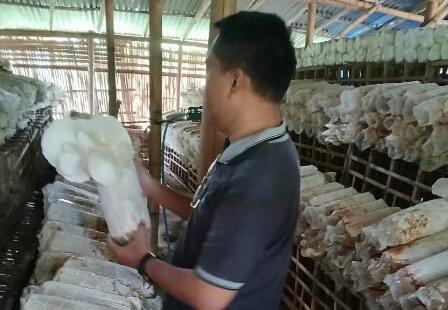 Penerapan Teknologi IoT dan Rekayasa Teknik Tingkatkan Produksi Jamur di Agro Farm Sragen