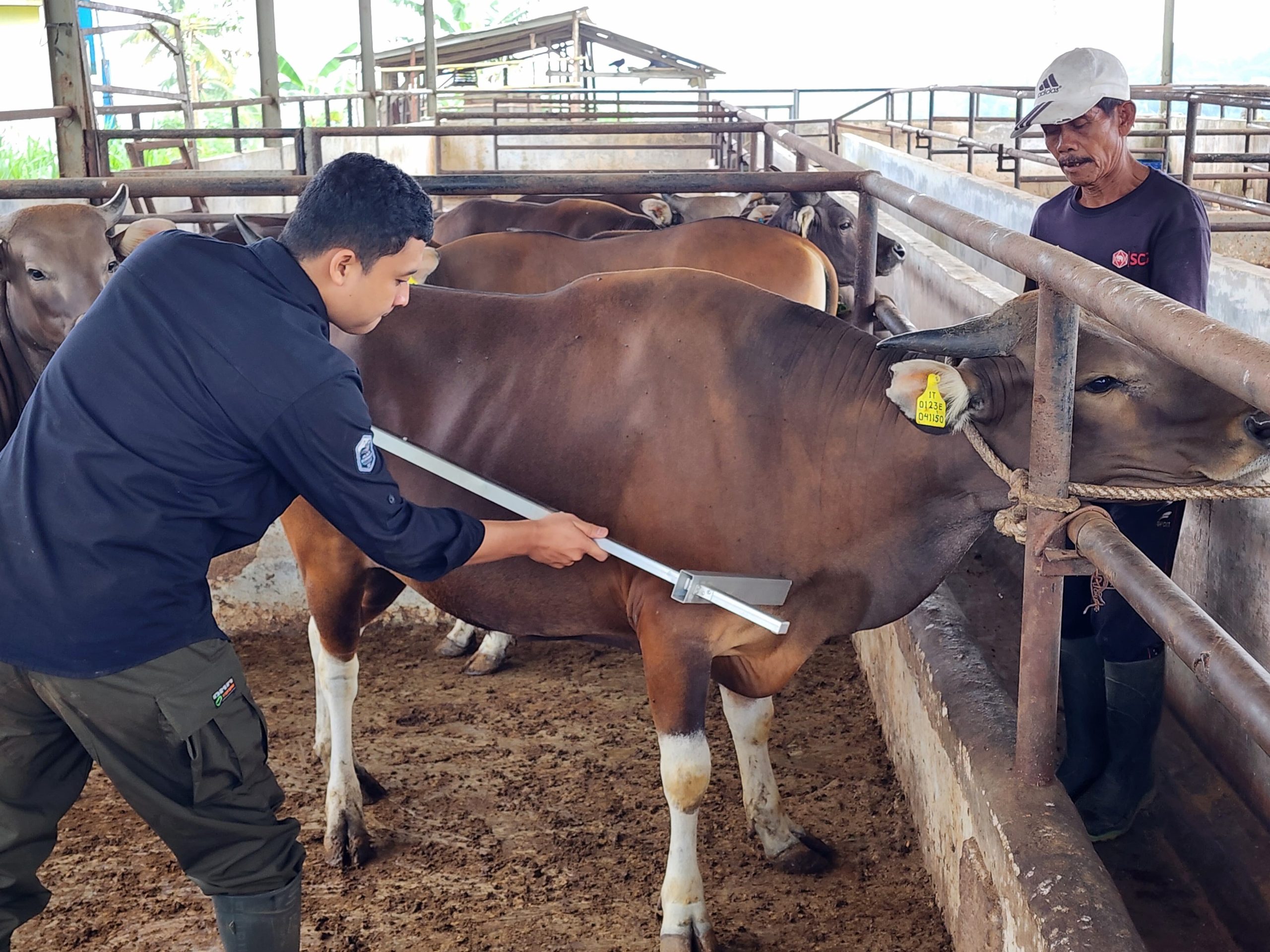 Pemprov Lampung Tegaskan Pasokan Daging Sapi Aman,Neraca 2025 Surplus