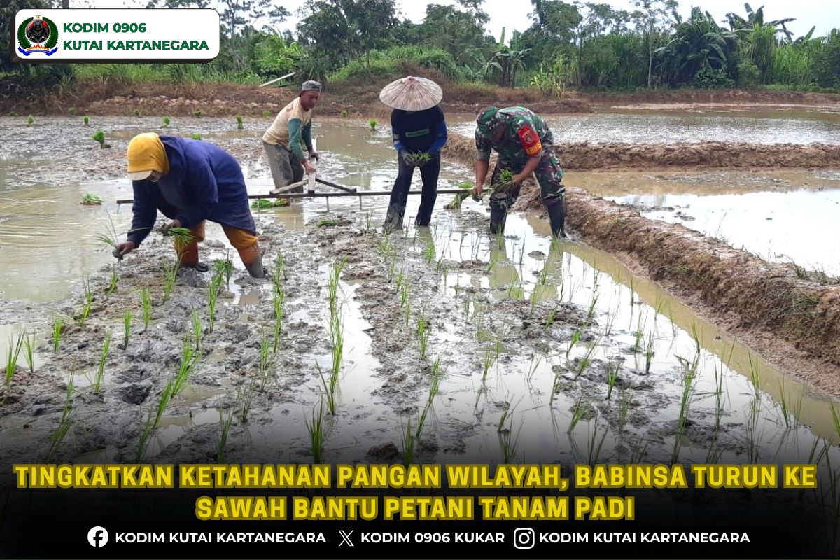 Tingkatkan Ketahanan Pangan Wilayah, Babinsa Turun ke Sawah Bantu Petani Tanam Padi