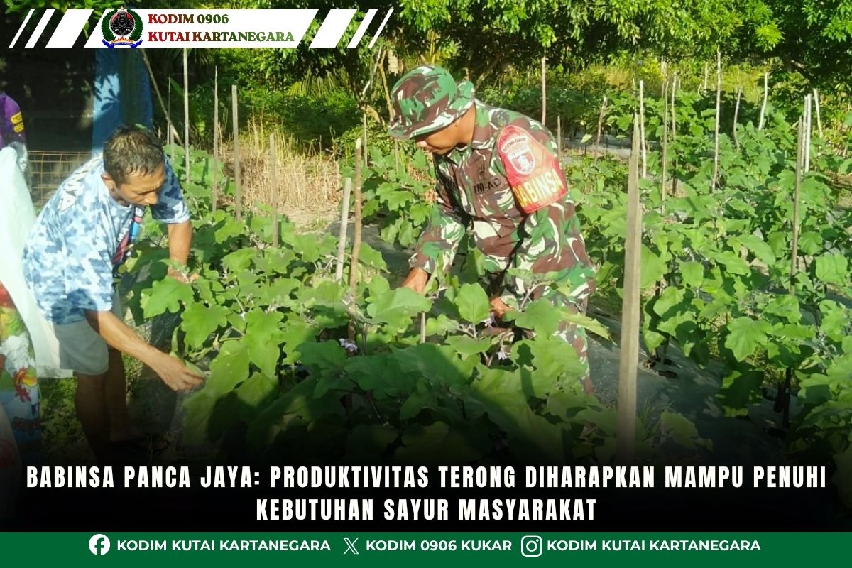 Babinsa Panca Jaya: Produktivitas Terong Diharapkan Mampu Penuhi Kebutuhan Sayur Masyarakat