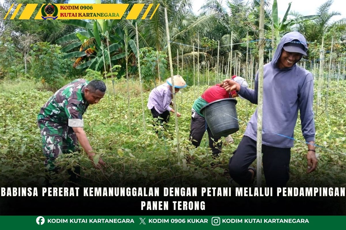 Babinsa Pererat Kemanunggalan Dengan Petani Melalui Pendampingan Panen Terong