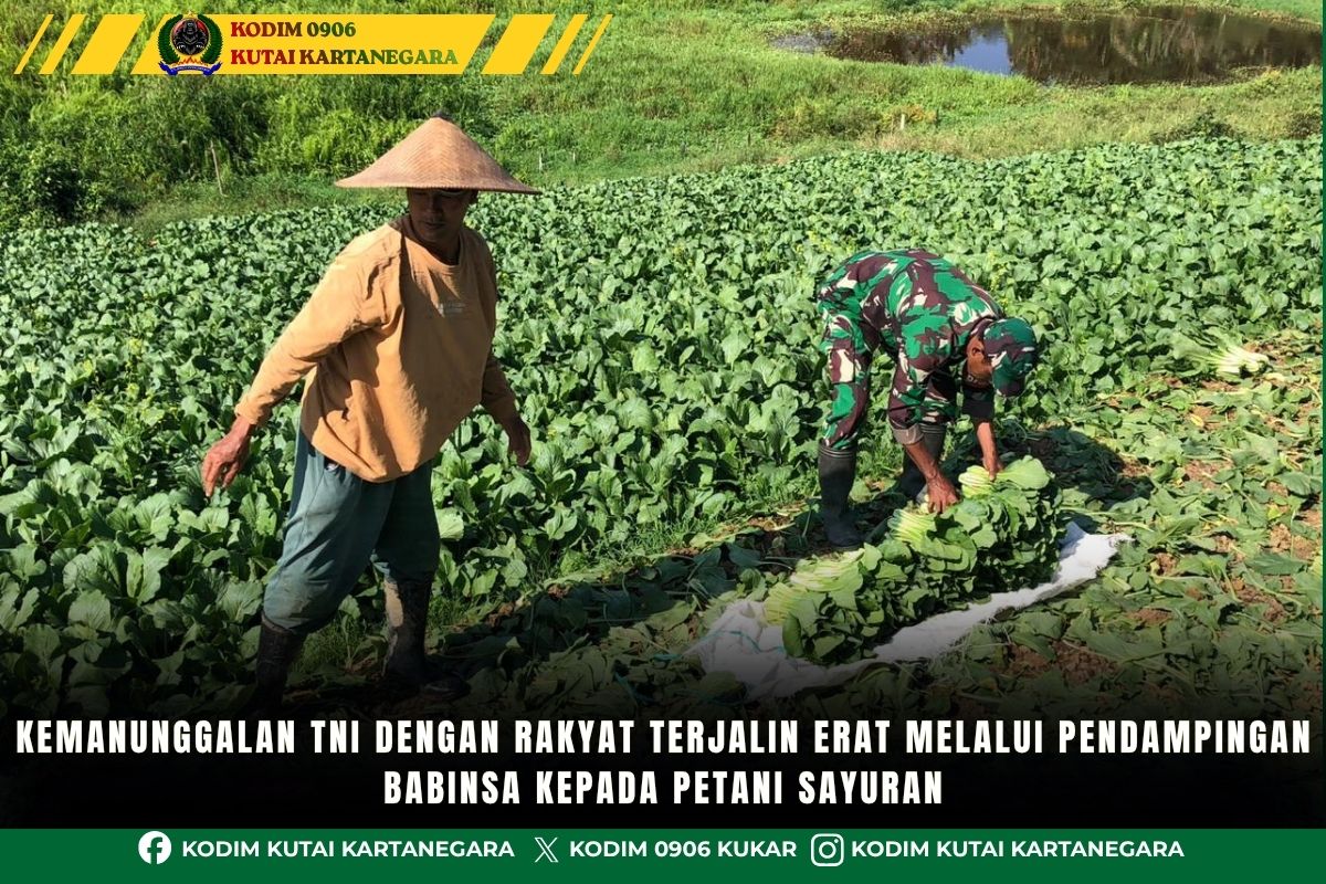 Kemanunggalan TNI Dengan Rakyat Terjalin Erat Melalui Pendampingan Babinsa Kepada Petani Sayuran