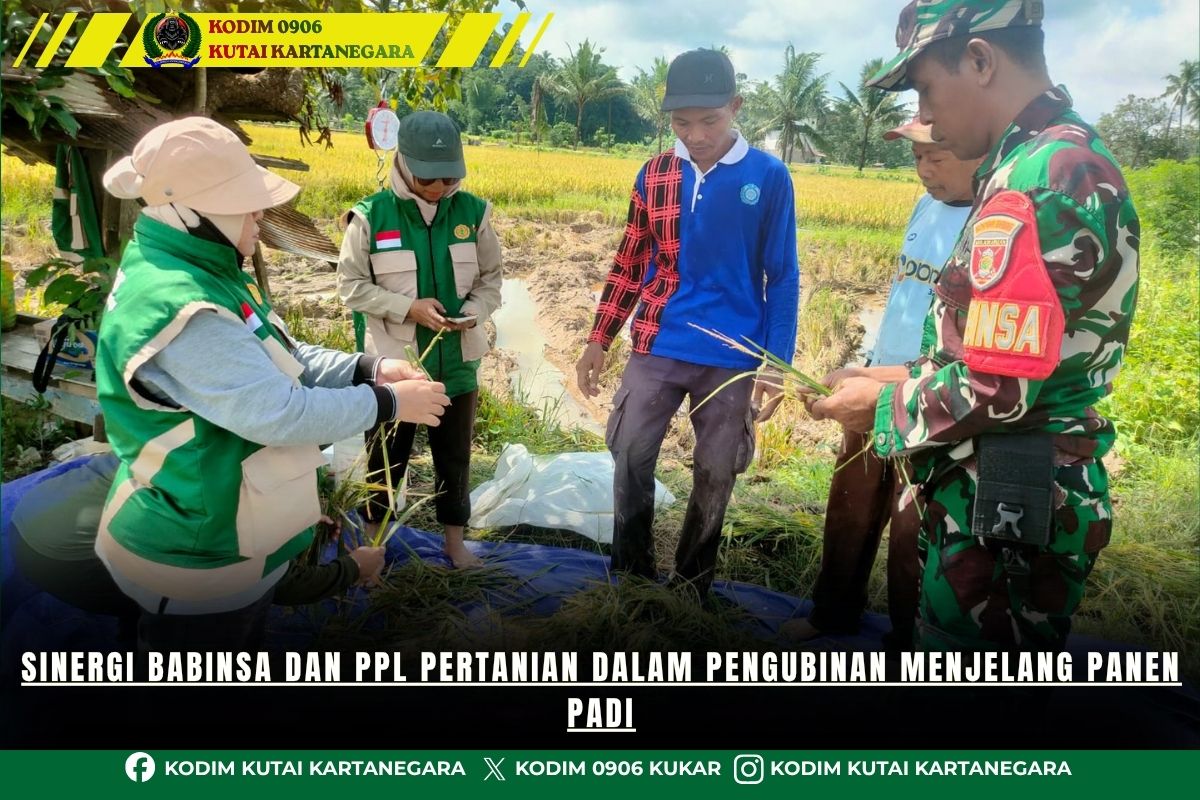 Sinergi Babinsa dan PPL Pertanian dalam Pengubinan Menjelang Panen Padi
