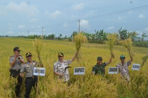 Bupati Pati panen raya