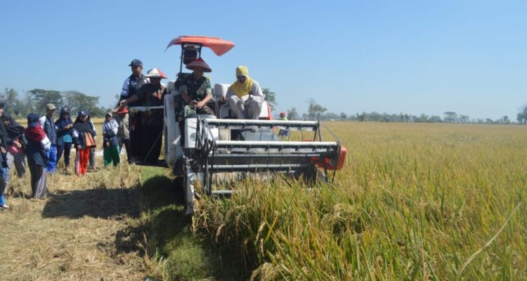 Panen Padi Deplot Kodim 0718/Pati Untuk mendukung Swasembada Pangan. Pati- Komandan Kodim (Dandim) 0718/Pati Letkol Arm Arief Darmwan.S.sos beserta anggota melaksanakan Panen Padi Deplot Kodim 0718/Pati dalam rangka mendukung swasembada pangan di kabupaten Pati , pada lahan persawahan seluas 1 Hektar di Desa ,Tlutup Kecamatan Trangkil, Sabtu (18/08/2018) Dalam acara tersebut diikuti,Komandan kodim 0718/ pati Letkol Arm Arief Darmawan S.Sos,Kasdim 0718/pati Mayor Inf Sholihin.S.Ag.Danramil jajaran kodim 0718/pati,Kepala desa Tlutup beserta perangkatnya,PPL se kec Trangkil,KKN LPPM Undip semarang. Dandim Pati mengatakan" selamat datang dan ucapan puji Syukur Program panen padi demplot Kodim Pati ini merupakan peningkatan stok pangan dan ketahanan pangan nasional serta kebutuhan bahan pokok . Kegiatan ini merupakan program TNI menyewa lahan dan hasil demplot ini digunakan untuk kegiatan sosial serta untuk cadangan pangan,Kita berharap Indonesia ini aman tentram sejahtera dan kita harus mendukung swasembada Pangan Nasional.