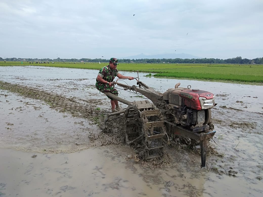 Tingkatkan Swasembada Pangan Babinsa Koramil Kayen Rela Bajak Sawah Warga