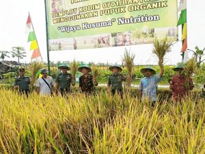 Bupati Banyumas Panen Padi di Demplot Pupuk Nutrisi Wijayakusuma