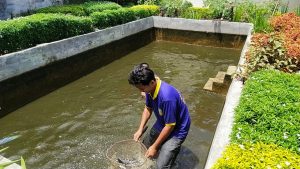 Rutan Banyumas Berhasil Panen Patin Hasil Budidaya Sendiri